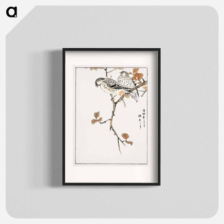 アートポスター-Siskin and Euonymus Alata
 - 鳥類図鑑 Poster.