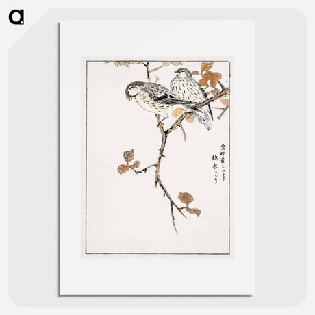 アートポスター-Siskin and Euonymus Alata
 - 鳥類図鑑 Poster.
