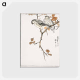 アートポストカード-Siskin and Euonymus Alata
 - 鳥類図鑑 Postcard.