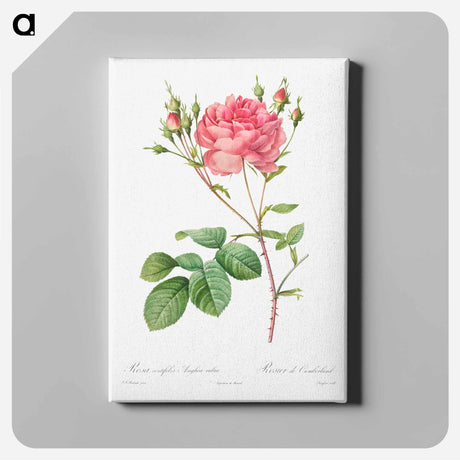 アートパネル-Rosa Centifolia Anglica Rubra - ピエール ジョゼフ ルドゥーテ Canvas.