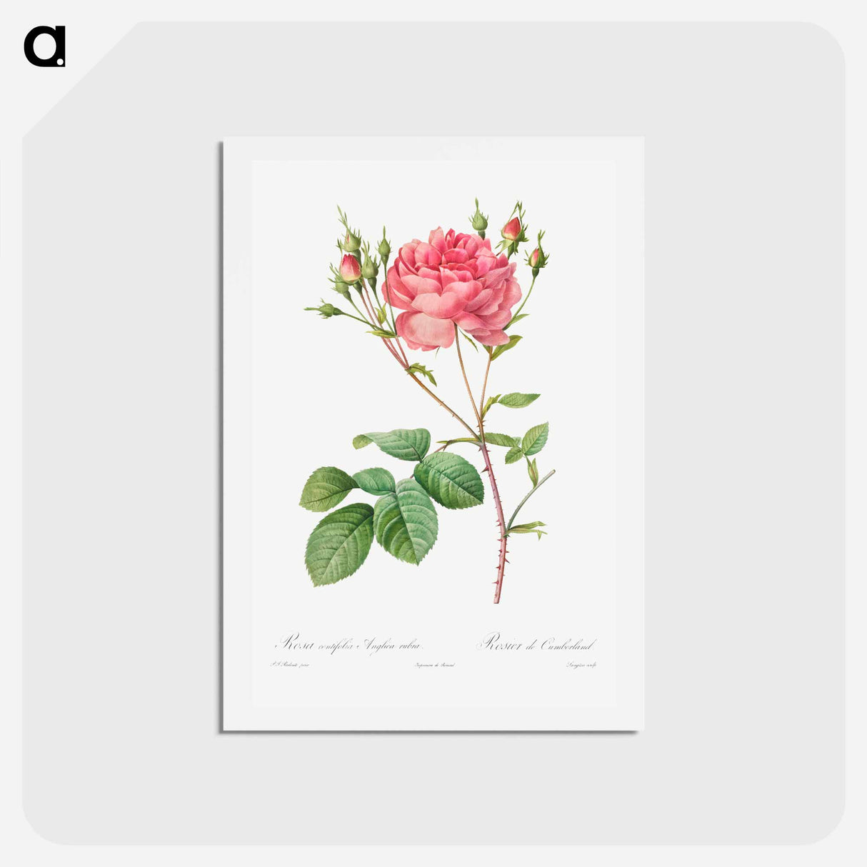アートポストカード-Rosa Centifolia Anglica Rubra - ピエール ジョゼフ ルドゥーテ Postcard.