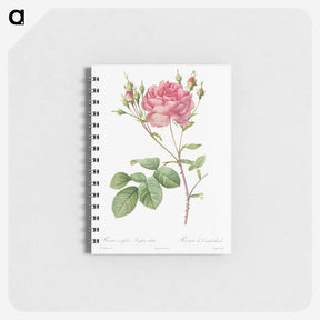 1-9_Pierre-Joseph-Redoute_memo