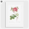 1-9_Pierre-Joseph-Redoute_picture