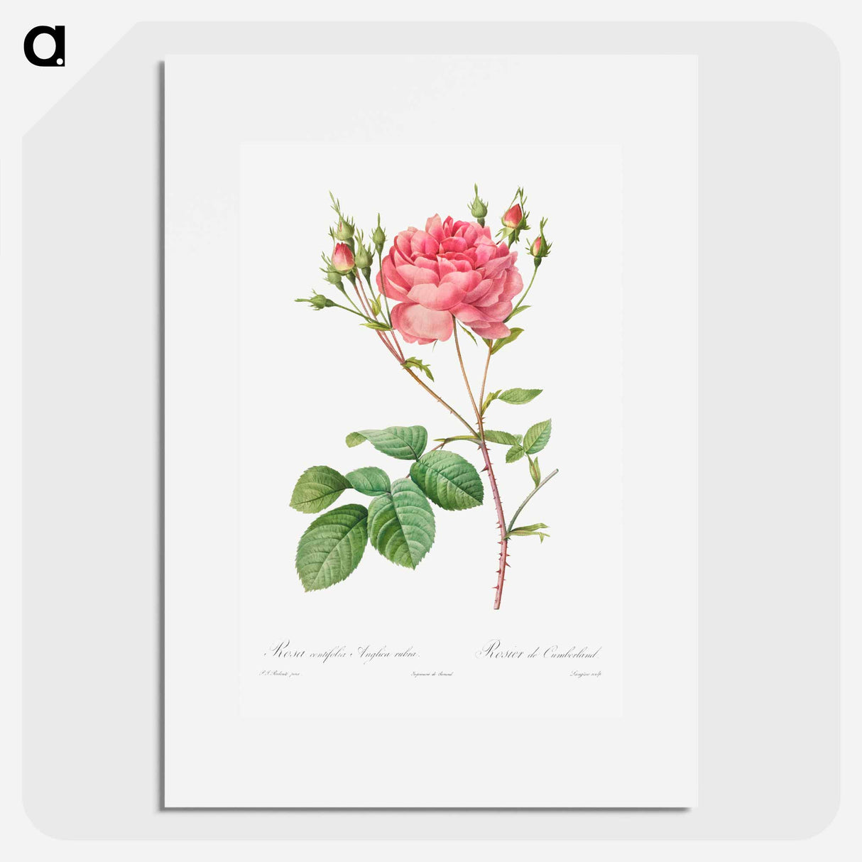 Rosa Centifolia Anglica Rubra - Pierre Joseph Redouté Poster.