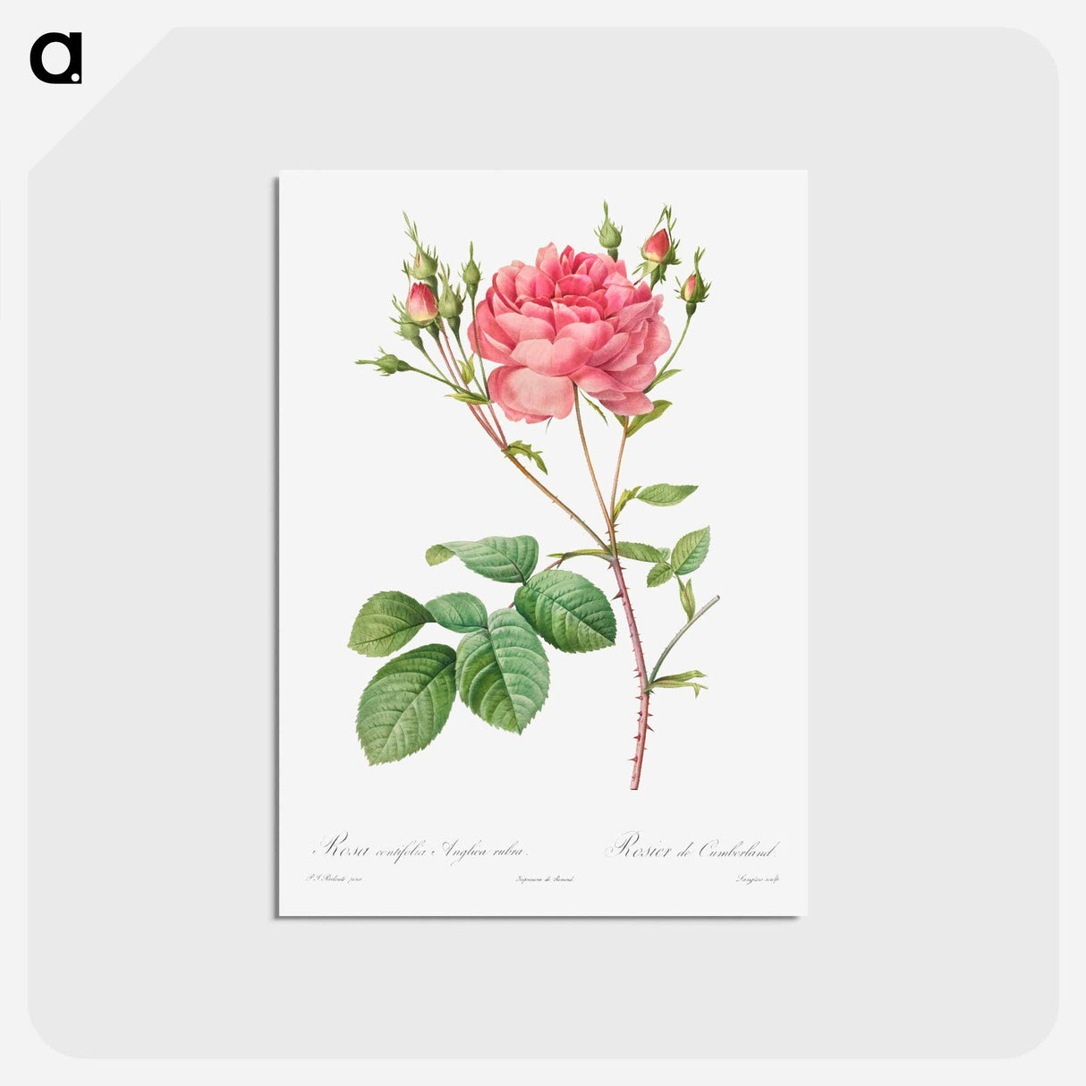 アートポストカード-Rosa Centifolia Anglica Rubra - ピエール ジョゼフ ルドゥーテ Postcard.