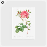 アートポストカード-Rosa Centifolia Anglica Rubra - ピエール ジョゼフ ルドゥーテ Postcard.