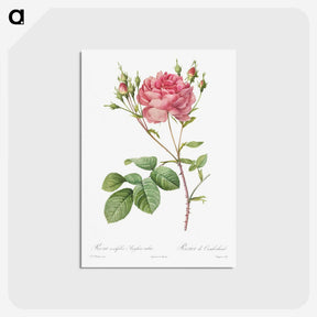 1-9_Pierre-Joseph-Redoute_postcard