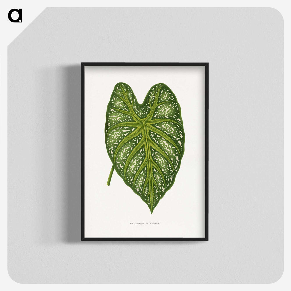1-9_Plants-with-Colored-Foliage_blk-crop