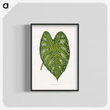 1-9_Plants-with-Colored-Foliage_blk-crop