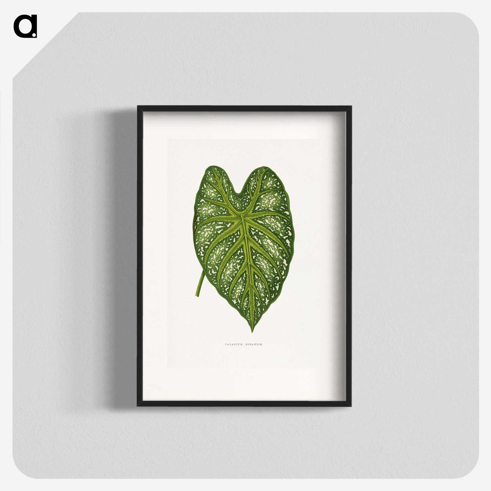 1-9_Plants-with-Colored-Foliage_blk