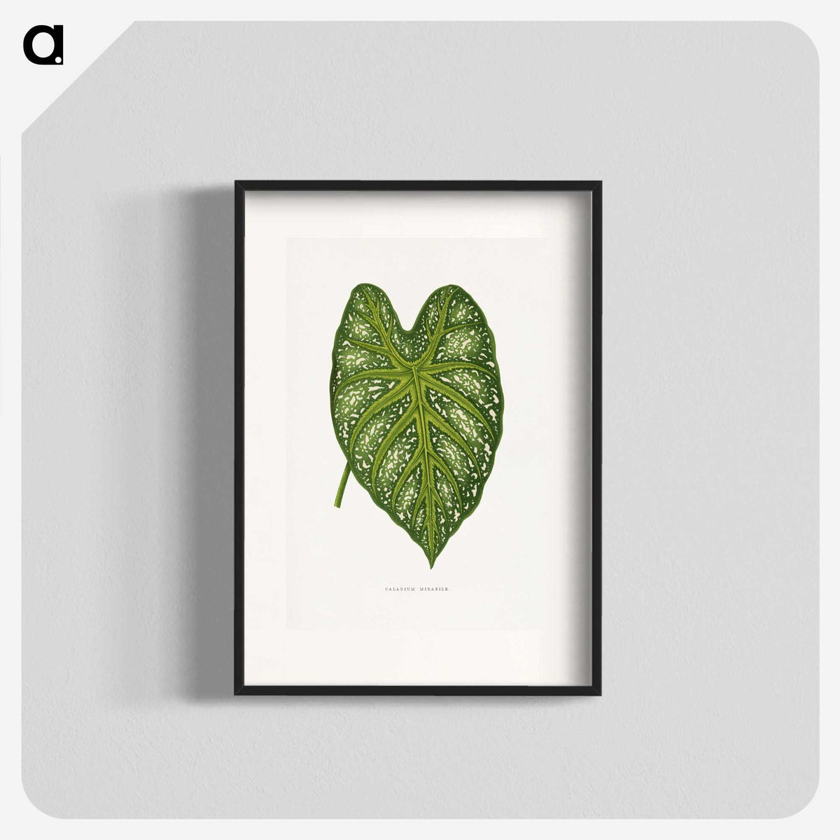 1-9_Plants-with-Colored-Foliage_blk