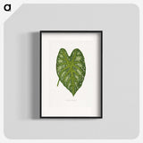 1-9_Plants-with-Colored-Foliage_blk