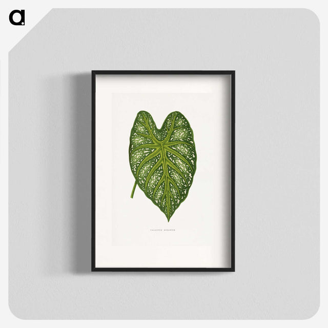 1-9_Plants-with-Colored-Foliage_blk