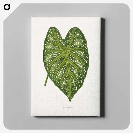1-9_Plants-with-Colored-Foliage_canvas