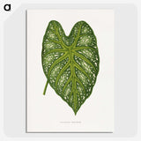1-9_Plants-with-Colored-Foliage_picture-crop