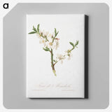 1-9_Pomona-Italiana_canvas