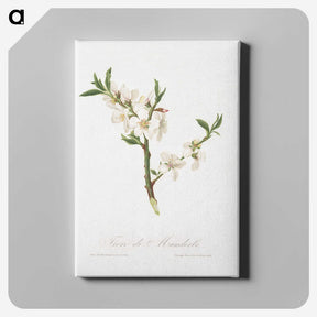 1-9_Pomona-Italiana_canvas