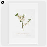 1-9_Pomona-Italiana_picture