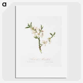 1-9_Pomona-Italiana_picture