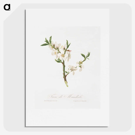 1-9_Pomona-Italiana_picture