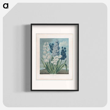 Hyacinths
 - ロバート ジョン ソーントン Poster.