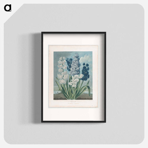Hyacinths
 - ロバート ジョン ソーントン Poster.