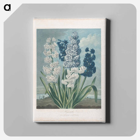 アートパネル-Hyacinths
 - ロバート ジョン ソーントン Canvas.