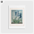 アートポストカード-Hyacinths
 - ロバート ジョン ソーントン Postcard.