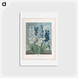 アートポストカード-Hyacinths
 - ロバート ジョン ソーントン Postcard.
