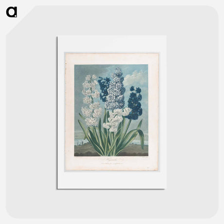 アートポストカード-Hyacinths
 - ロバート ジョン ソーントン Postcard.