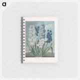 アートメモ帳-Hyacinths
 - ロバート ジョン ソーントン Memo.