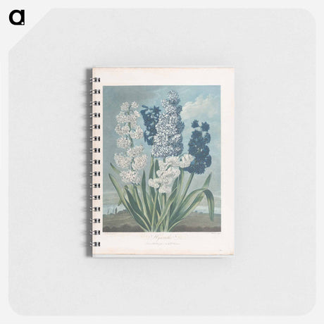 アートメモ帳-Hyacinths
 - ロバート ジョン ソーントン Memo.