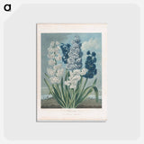 アートポストカード-Hyacinths
 - ロバート ジョン ソーントン Postcard.