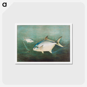 アートポストカード-Pompano
 - サミュエル キルボーン Postcard.