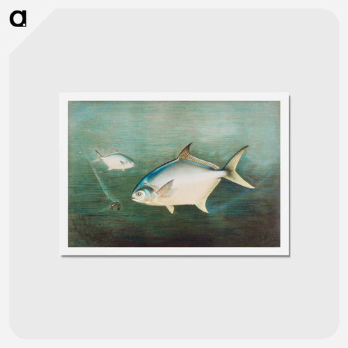 Pompano
 - サミュエル キルボーン Postcard.