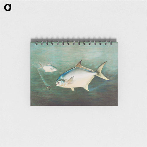 Pompano
 - サミュエル キルボーン Memo.