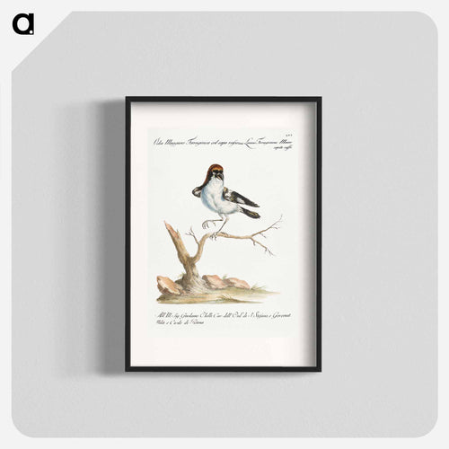 Lanius Ferrugineus Maior Capite Ruffo
 - サヴェリオ マネッティ Poster.