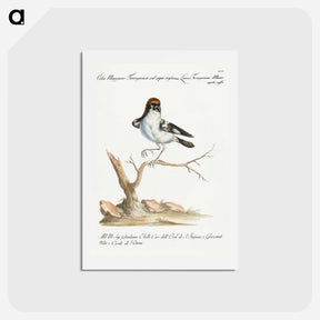 アートポストカード-Lanius Ferrugineus Maior Capite Ruffo
 - サヴェリオ マネッティ Postcard.