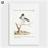 Lanius Ferrugineus Maior Capite Ruffo
 - サヴェリオ マネッティ Poster.