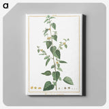 1-9_Stirpes-Novae_canvas