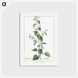 1-9_Stirpes-Novae_hagaki