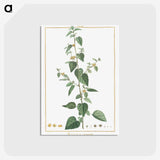 1-9_Stirpes-Novae_postcard