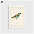 アートポストカード-European Roller
 - スヴェンスカ フォグラル Postcard.