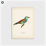 アートポストカード-European Roller
 - スヴェンスカ フォグラル Postcard.