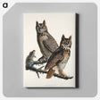 アートパネル-Great Horned Owl from Birds of America
 - アメリカの鳥たち Canvas.