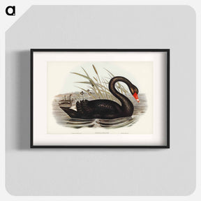アートポスター-Black Swan
 - オーストラリアの鳥 Poster.