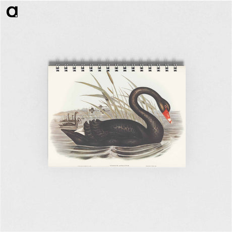アートメモ帳-Black Swan
 - オーストラリアの鳥 Memo.