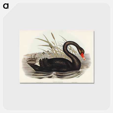 アートポストカード-Black Swan
 - オーストラリアの鳥 Postcard.