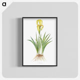 1-9_The-Genus-Iris_blk-crop