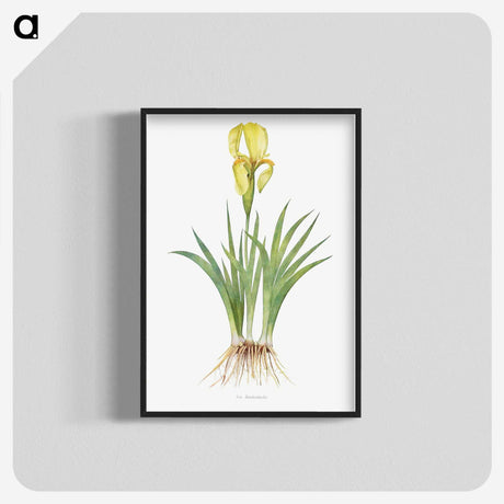 1-9_The-Genus-Iris_blk-crop